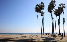 Palm trees at Cabrillo Beach in San Pedro - los angeles locations