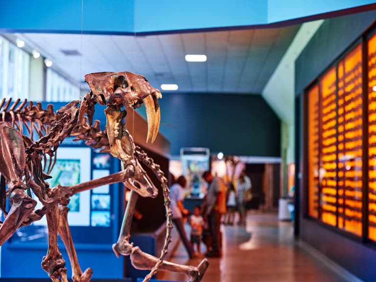 Smilodon skeleton at La Brea Tar Pits Museum